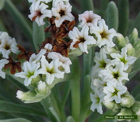 Maybe you would like to learn more about one of these? Florida Native Trees & Shrubs, Page 10 of 11