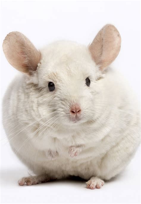 Chinchilla Colors What Colors Can Chinchillas Be And How Theyre Formed