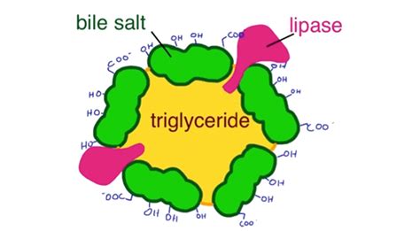 Hormones