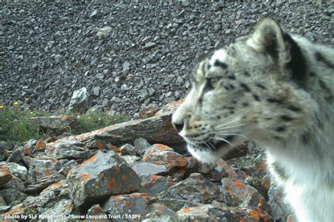Best Snow Leopard Photos Of 2016 Snow Leopard Trust