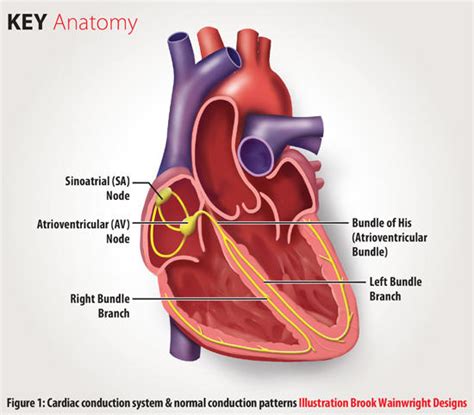 Heart Block And Cardiac Conduction System Domyassignments123