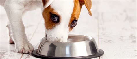 We did not find results for: Why is my dog vomiting after eating and what is the ...