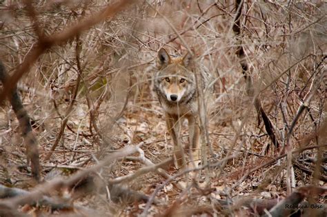 Return Of The Red Wolf Rwssp Site Of The Month Wolf Conservation Center