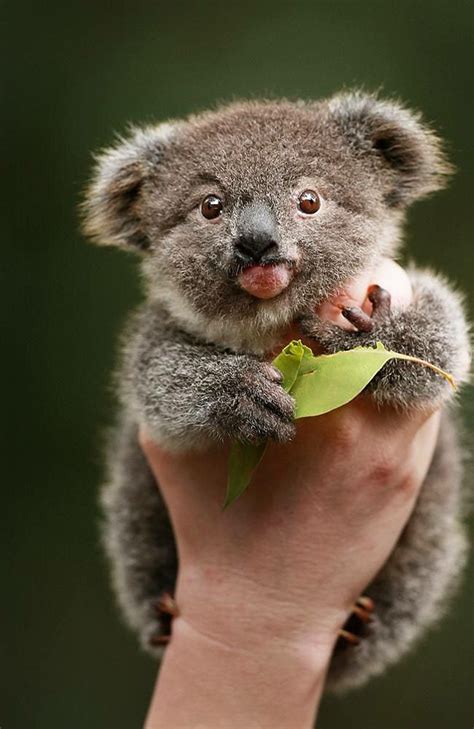 Pin By Alyse Bieber On Koalas Cute Baby Animals Cute Animals Baby