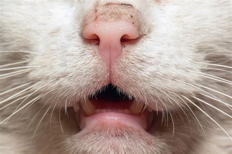 Mouth Cancer In Cats Causes Symptoms And Treatment All About Cats