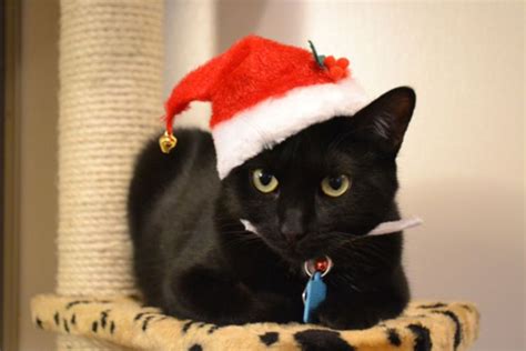 Santa Kitty Kitten Pictures Christmas Cats Cats And Kittens