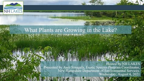 What Plants Are Growing In The Lake Youtube
