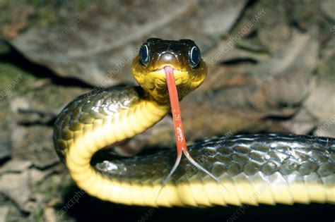 Snakes live in almost every corner of the world. Machete savane snake - Stock Image - Z785/0262 - Science ...