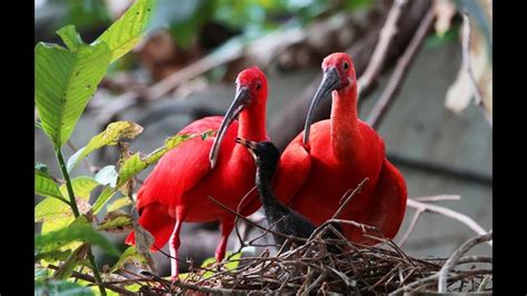 10 Stunning Red Colored Birds Beautiful Birds Youtube