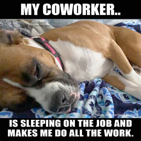 Funny Boxer Dog Memes Working From Home Jobs Edition Itsaboxerdogslife