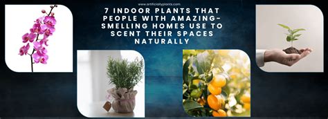 1 Best 7 Indoor Plants That People With Amazing Smelling Homes Use To