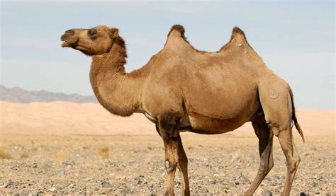 Camels All About Camels Facts Information And Pictures