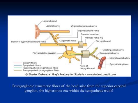 Ppt Innervation Of The Head And Neck Part I Trigeminal Nerve