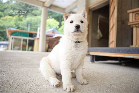41% more affordable* $$$$$ beef. Jindo Dog | The Korean Jindo Dog (Hangul: 진돗개; Hanja: 珍島狗 ...