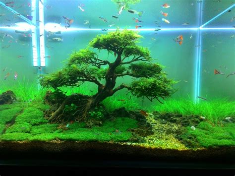 Blue aquarium is your source for freshwater aquarium plants gallery and finding aquarium plants information. Freshwater Fish Tank Ideas | Aquascape Inspiration | Fish ...