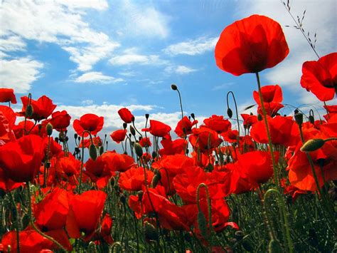 Red Poppy Wallpapers Wallpaper Cave 44f