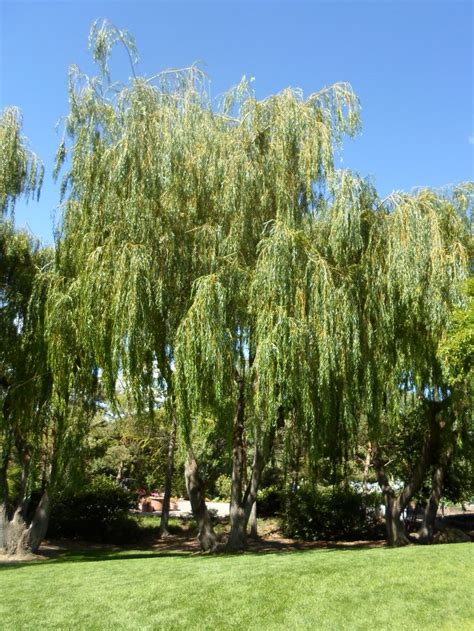 Salix Alba ‘tristis Golden Weeping Willow Zone 2 70 80 High 40 50