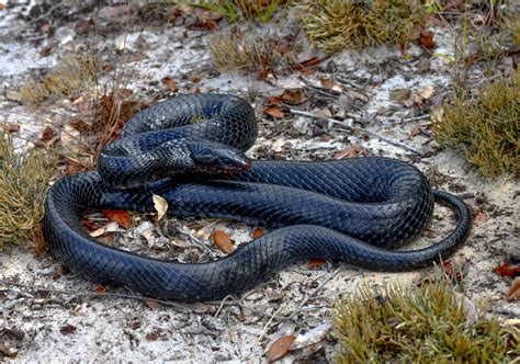 Eastern Indigo Snake • Florida Wildlife Federation