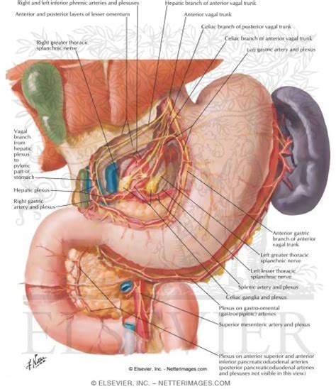 Innervation Of Stomach And Duodenum Nerves Of Stomach And Duodenum The