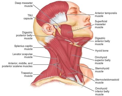 The main functions of the neck muscles are to permit movements of the neck or head and to provide structural support of the muscles of the neck can be divided into groups according to their location. The Temporomandibular Joints, Teeth, and Muscles, and ...