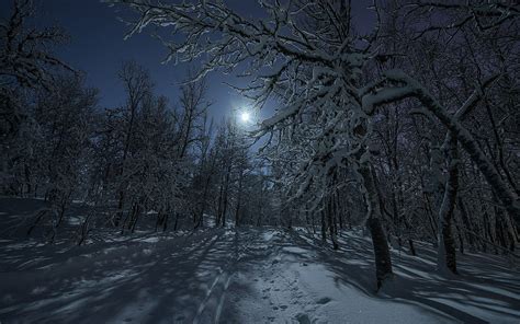 Download Moon Night Snow Forest Tree Nature Winter Hd Wallpaper