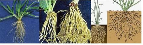 Batuk kering adalah salah satu gejala umum yang banyak dirasakan oleh pasien. Contoh Gambar Akar Tunggang - Gambar Bagian Tumbuhan