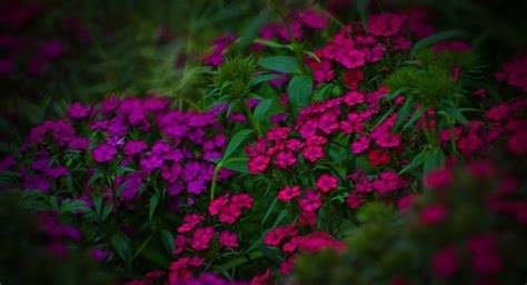 In the winter seasons climate gets cold, the temperature gets low. 4 groups of cool-season flowers