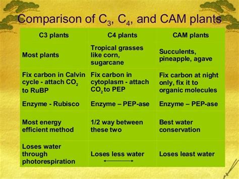 Ap Bio Ch 10 C3 C4 And Cam Plants Biology Plants Biology Classroom