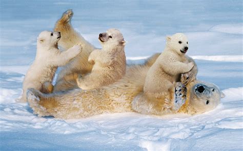 White Polar Bear With Cubs Small Cinch Staining The Snow Desktop