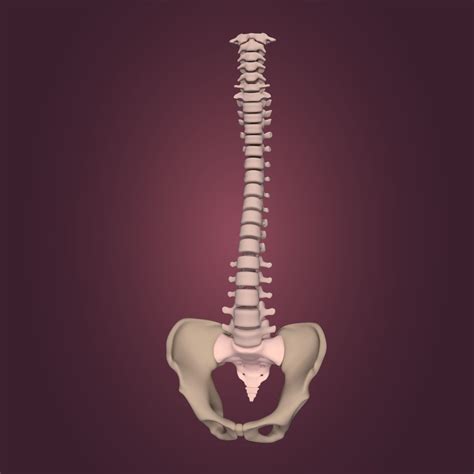 3d Model Spine Tailbone Sternum Vr Ar Low Poly Cgtrader