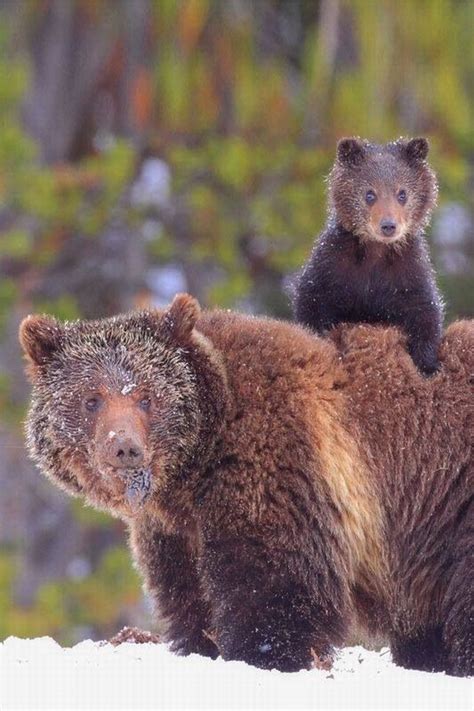 Baby Grizzly Cute Animal Pictures Animals Beautiful Cute Animals