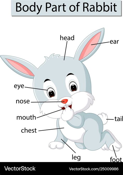 Diagram Showing Body Part Rabbit Royalty Free Vector Image