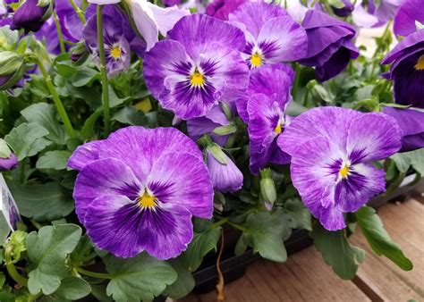 Matrix Pansies Are A Dependable Fall Choice Mississippi State