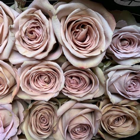 Amnesia Roses Florabundance Wholesale Flowers