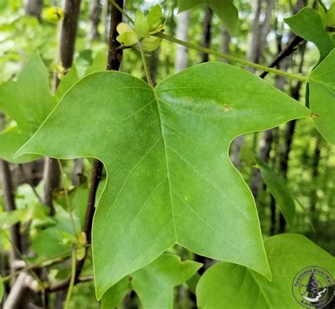 Tulip Poplar Townsend River Walk And Arboretum