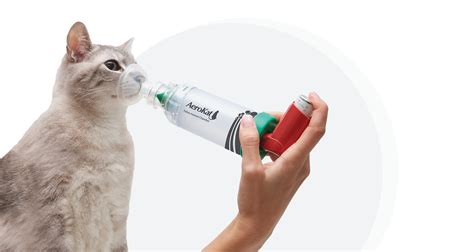 How To Use A Cat Inhaler To Treat Feline Asthma Trudell Animal Health
