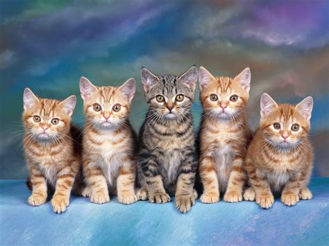 ¿qué Mirarán Los Humanos ¡gatitos Kittens Cutest Baby