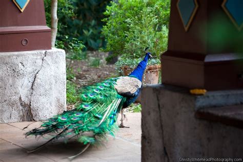 3605 thomas drive, panama city beach, fl 32408, phone: Peacock Style Wedding. Jacksonville Zoo Weddings. Christy Whitehead Photography | Zoo wedding ...