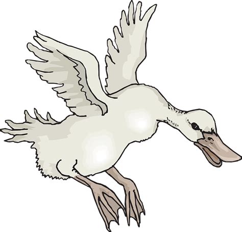 Putih Burung Bebek · Gambar Vektor Gratis Di Pixabay
