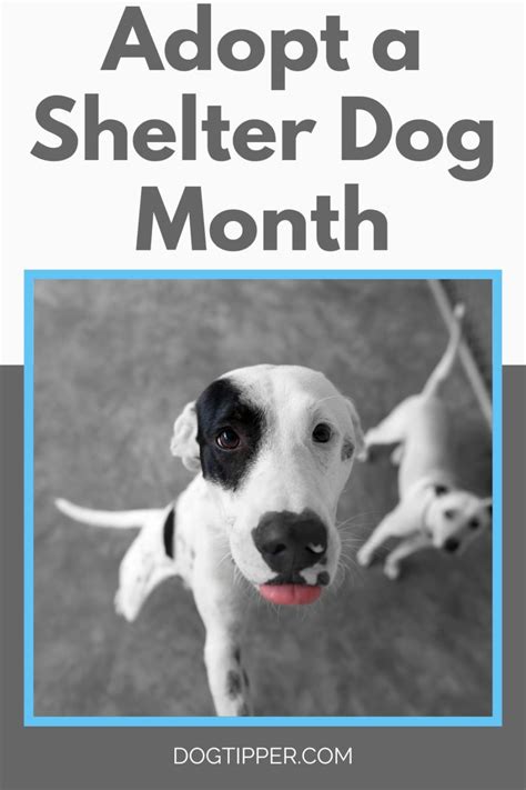 Adopt A Shelter Dog Month And Adopt A Dog Month 2 Great Reasons To Adopt