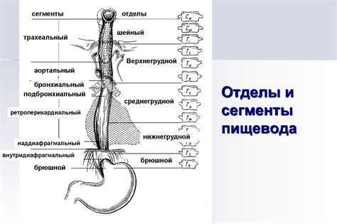 Диета стеноз пищевода Пищевод строение и функции таблица Пищевод строение и функции таблица Диета стеноз пищевода