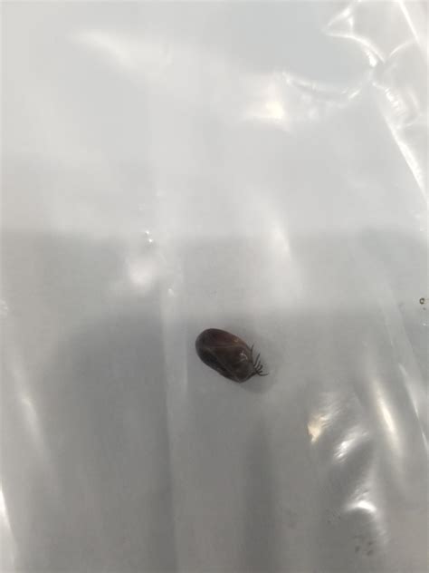 Is This A Bedbug Noticed A Few Bites On Ankles And Found This Guy