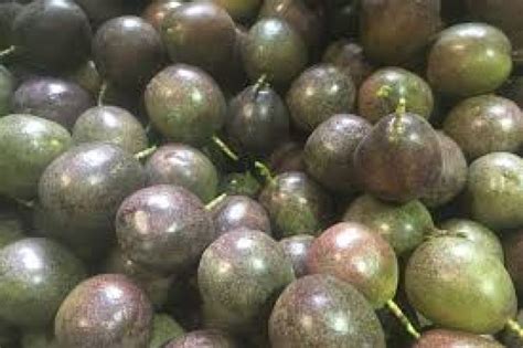 Farmers Guide With Joseph Mugenyi Tips On How To Grow Passion Fruits