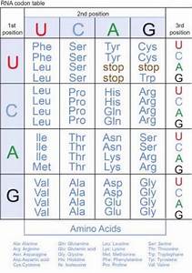 Genetic Code And Rna Codon Table