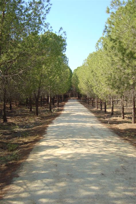 Filealsos Forest Path For Pedestrians In Nicosia Republic Of Cyprus