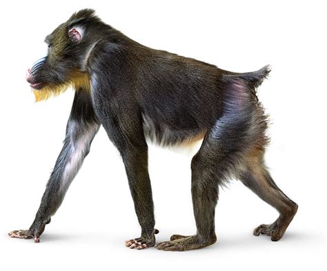Collection Of Baboon Png Pluspng