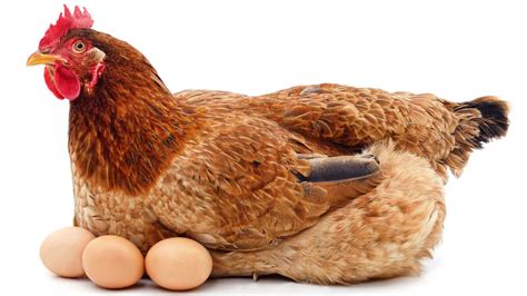 How Long Do Hens Lay Eggs For