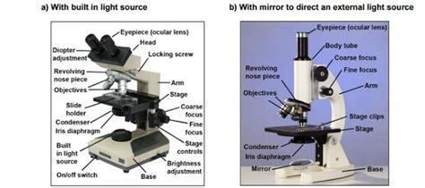Compound Light Microscope Everything You Need To Know Microscope Club