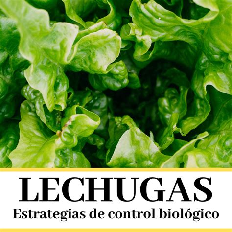 Estrategias de control biológico en el cultivo de lechuga Biosur