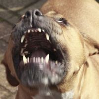 Rüyada Köpeğin Üstüne Havlaması Ne Anlama Gelir, Neye İşarettir?